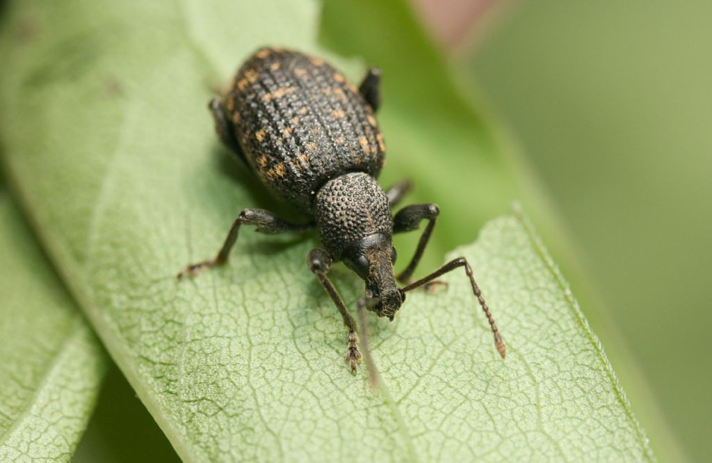 Curculionidae: Otiorhynchus sulcatus (cf.)